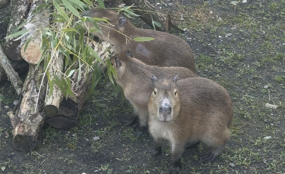 Sono arrivate tre sorelline di Capibara, l'animale star del web che abita ecosistemi fragilissimi