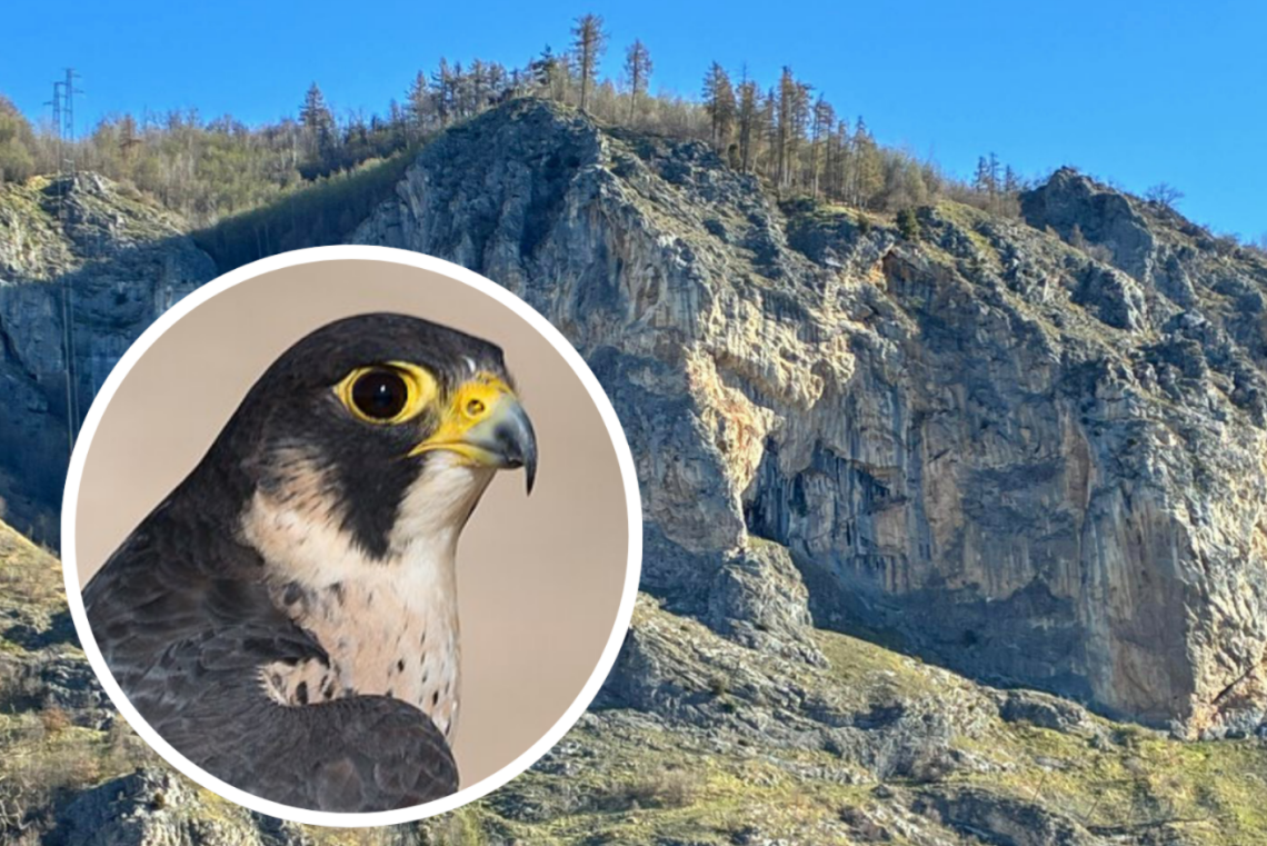 C'&egrave; un nido di falco pellegrino sulle rocce: vietato arrampicarsi sulla falesia di Andonno