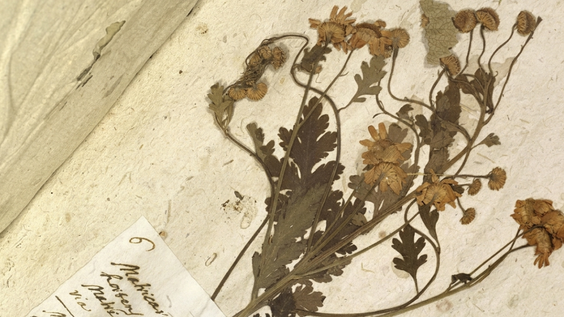 &ldquo;Memorie vive della natura&rdquo;: il viaggio affascinante tra erbari, tradizioni e racconti dimenticati