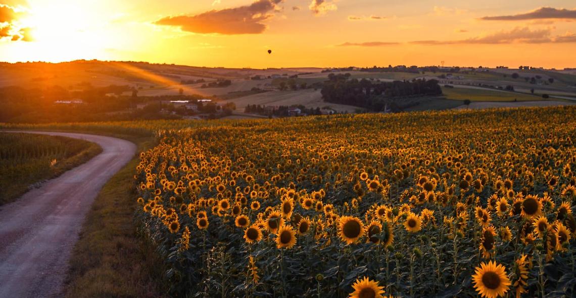 Coloriamo le Langhe: torna la magia dei girasoli a Farigliano
