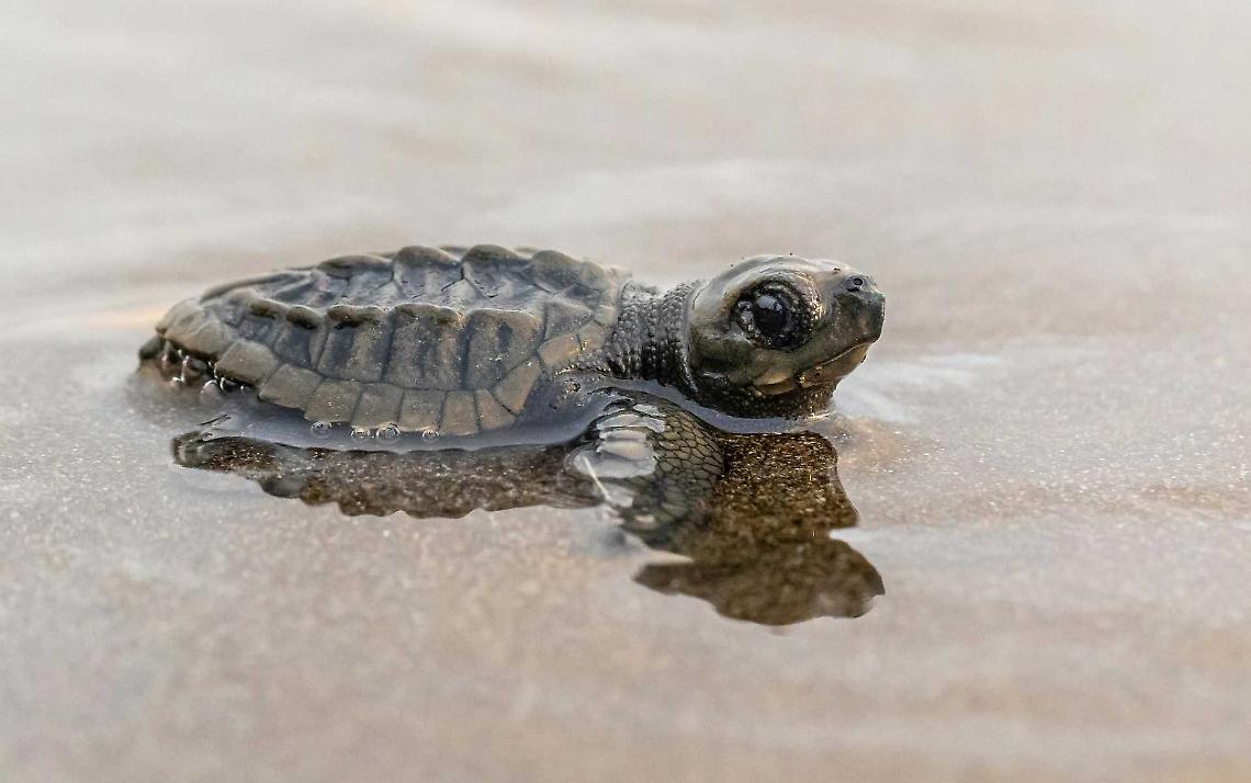 Pasqua, tempo di uova: sotto la sabbia ligure spuntano quelle delle tartarughe Caretta caretta