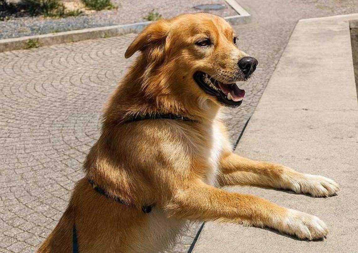 Dopo un inizio difficile in canile, Rino oggi sogna una sola cosa; trovare finalmente il suo padrone speciale