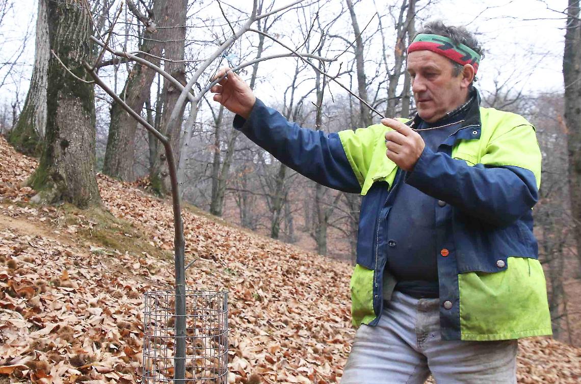 Castagna Cuneo Igp: &laquo;Il castagneto va coltivato e non &ldquo;munto&rdquo;&raquo;