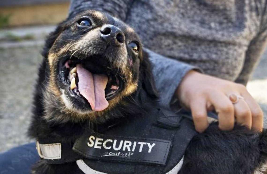 Lupetto aspetta ancora: il cuore fragile di un cane che chiede solo amore