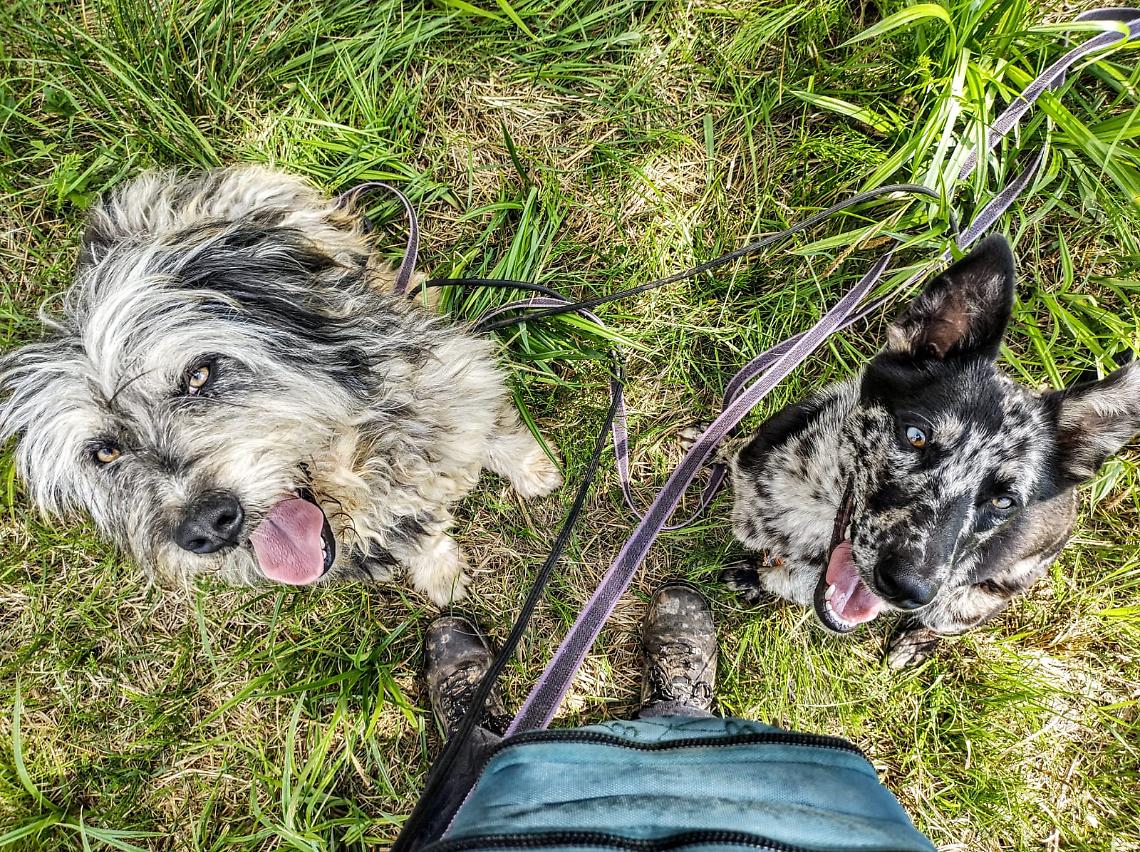 Vuoi adottare un cane? Come trovare l'amico giusto: un evento per adozioni consapevoli