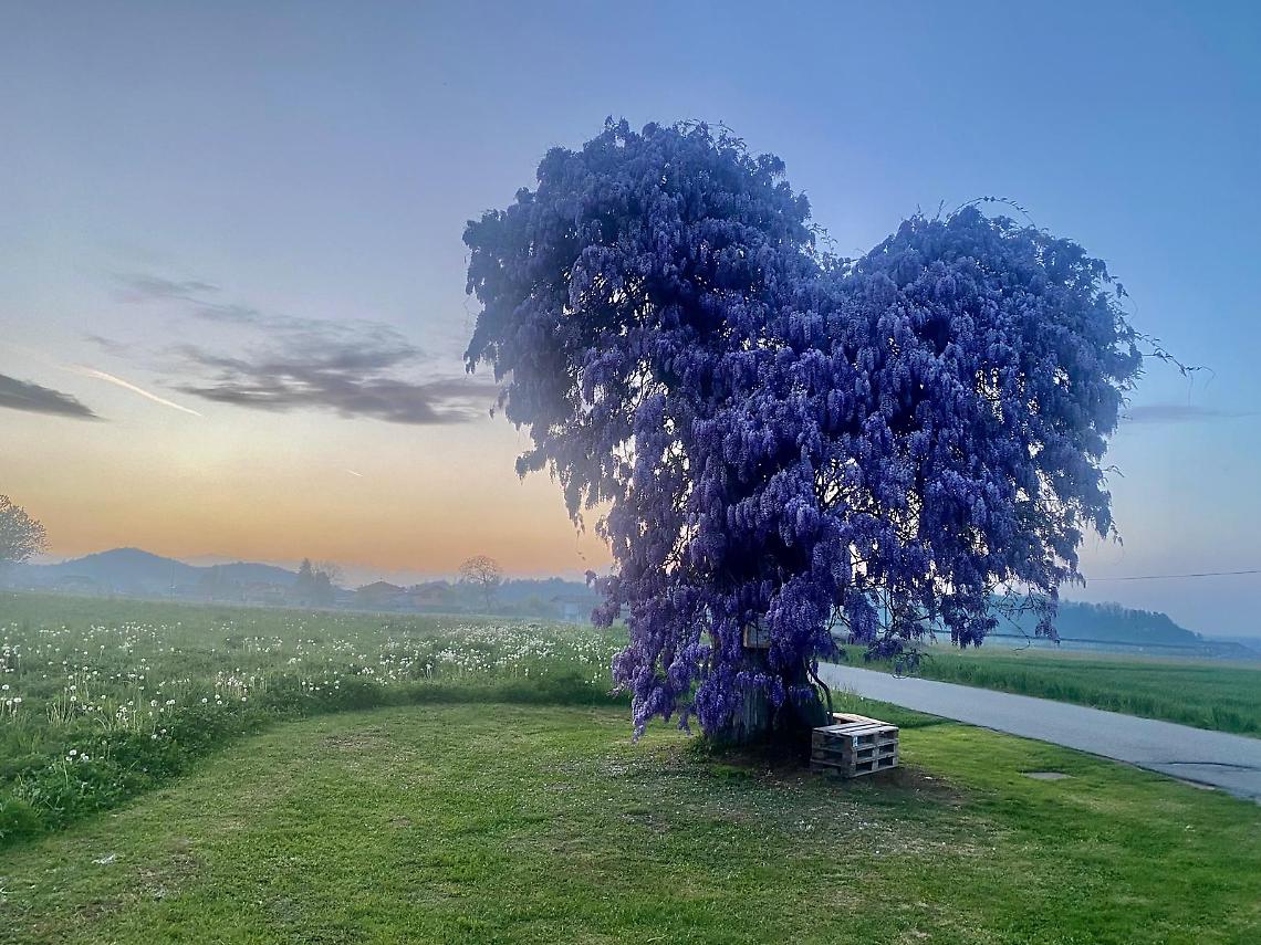 Il glicine pi&ugrave; fotografato del Piemonte cerca il tuo scatto: parte la sfida pi&ugrave; romantica della primavera