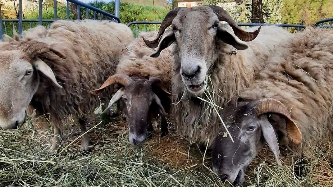 La Fera &lsquo;d San Giors entra nel vivo: dopo il successo del concerto, Frabosa Sottana si prepara al grande weekend