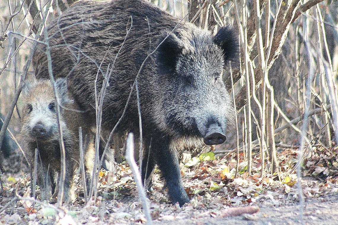 Peste suina, Bongioanni: &laquo;La Liguria collabori per il contenimento del cinghiale&raquo;