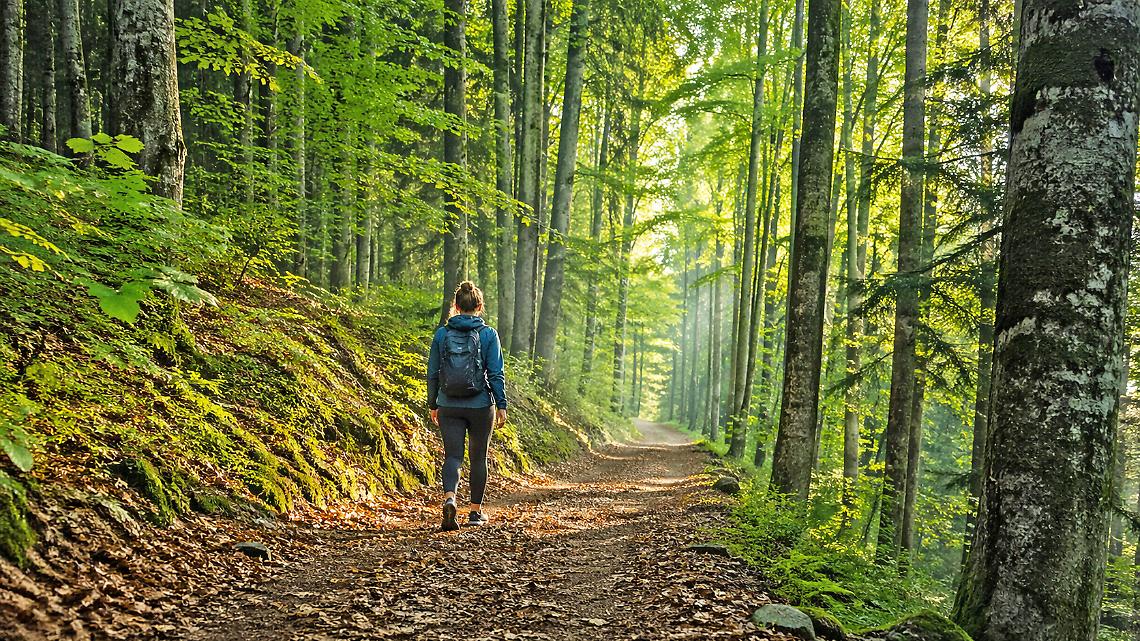 Nasce il &ldquo;Cammino del bosco&rdquo;: il percorso che cura mente e corpo