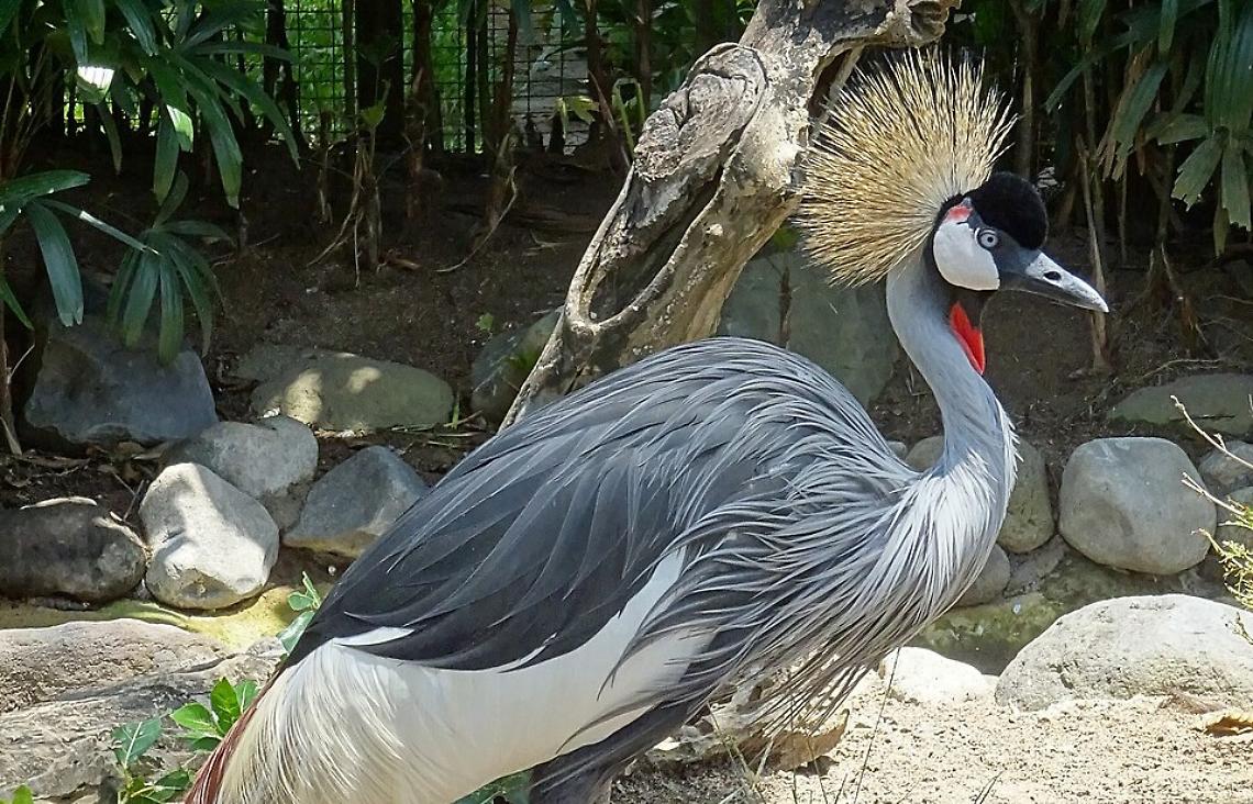 Al Parco arrivano le Gru: per loro due zone umide e una grande voliera