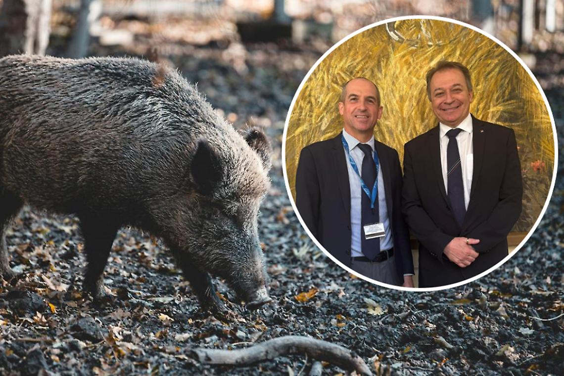 Nuovi focolai di peste africana al confine, cinghiali nel mirino. E il Piemonte scrive alla Liguria: &laquo;Fate la vostra parte!&raquo;