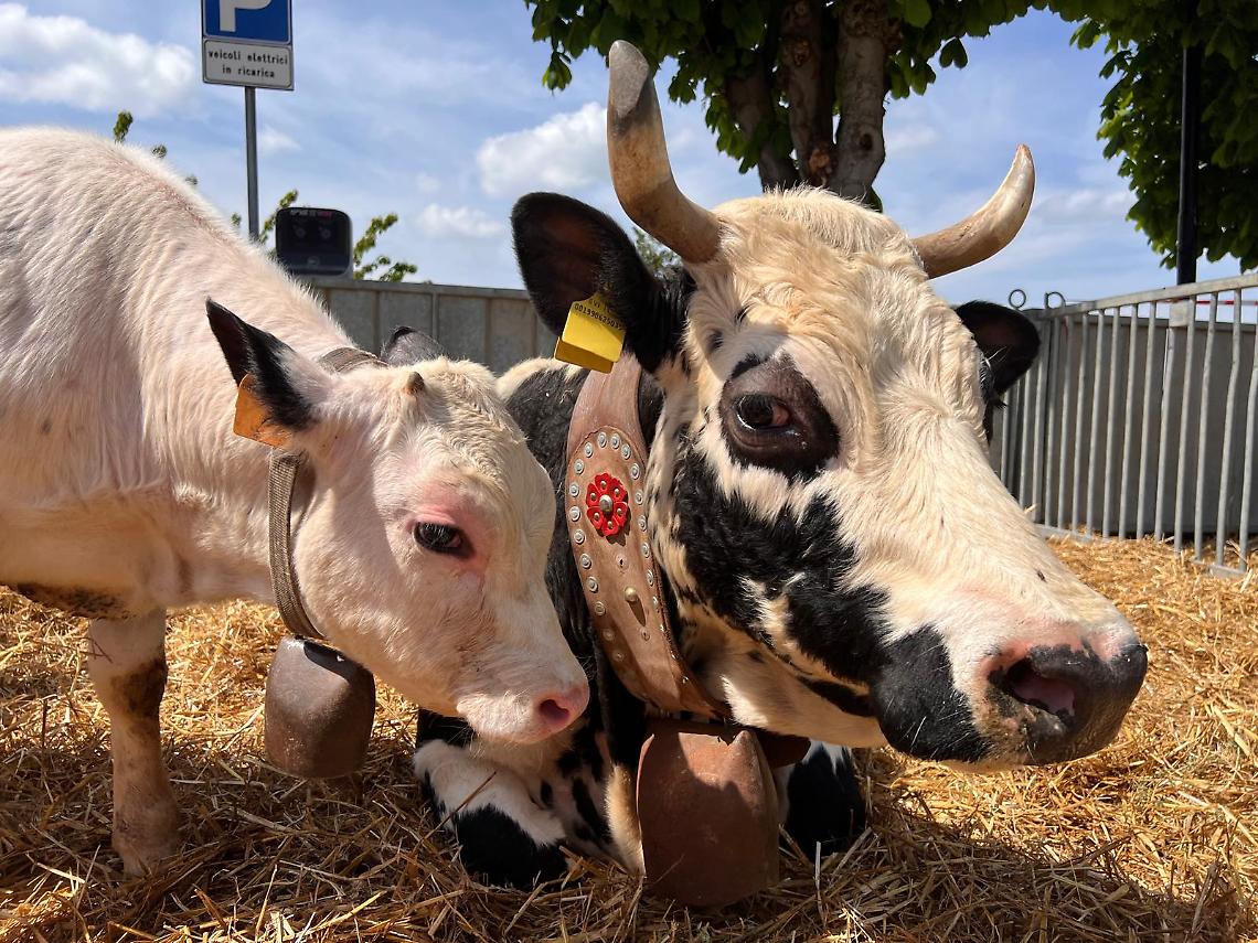 Il paradiso dei formaggi esiste (ed &egrave; in Alta Langa)
