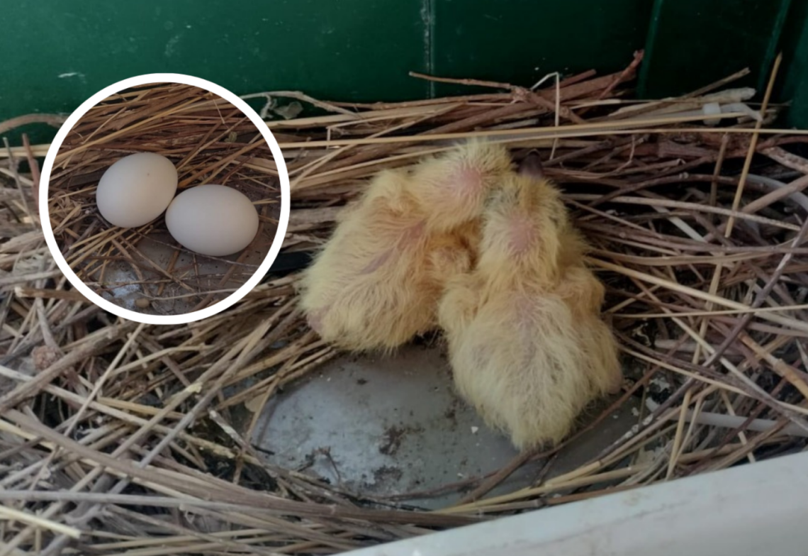 Nati sul davanzale dell'ufficio, due pulcini conquistano il cuore della Questura