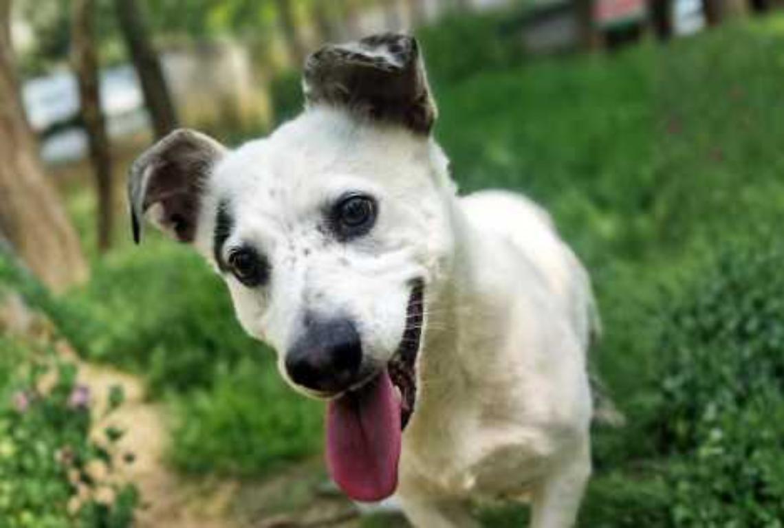 Charlie, il &ldquo;nano&rdquo; dal cuore gigante che cerca casa da 6 anni