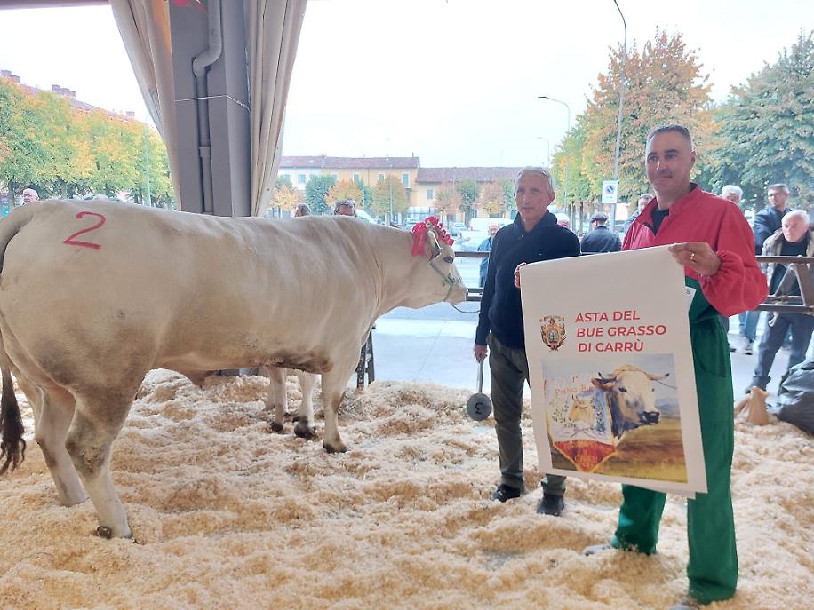 2 Bue All Asta Battuto A 7300 Per La Macelleria Targa