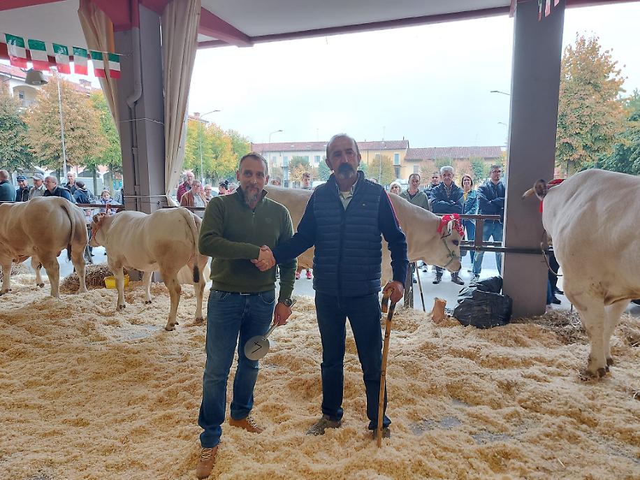 3 Bue In Asta Battuto A Euro 8400 Alla Macelleria Dealti Di Genova