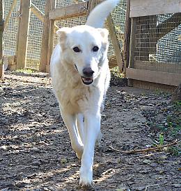 LA RUBRICA CHE ABBAIA / Il mito di un cane che divenne costellazione