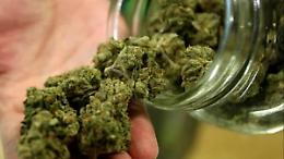 Il Comune di Mondovì vieta la vendita della "cannabis legale"