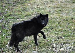 A Murazzano &egrave; arrivato il lupo pi&ugrave; grande del mondo