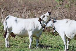 I cinesi ci "copieranno" anche la razza bovina Piemontese?