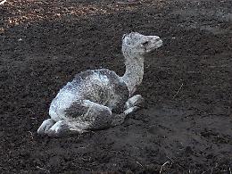 A Murazzano è nato “Sahara”: raro dromedario bianco con gli occhi azzurri