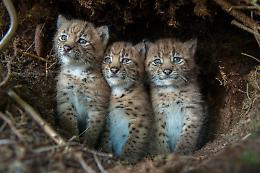 Tre cuccioli di lince nati a Murazzano nel Parco Safari