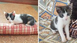 Due gattini salvati dall'annegamento in un canale a Magliano: stanno bene, ora andranno in una nuova casa (VIDEO)