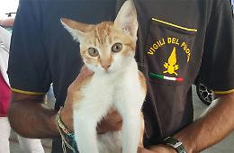 Gatto "prigioniero" da mesi in una cantina del vecchio Ospedale: salvato 