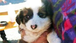Dogliani: prime adozioni per i 50 cani sequestrati a marzo