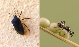 Un insetto locale sfida la cimice asiatica: prima "prova" in un noccioleto a Cherasco