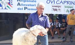Murazzano: l'allevatore Rocco Gatto domina ancora la "Fiera dei Trenta"