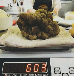 Trifolau di Clavesana trova un tartufo "record" di 6 etti!