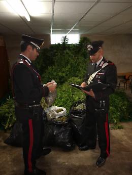 Scoperta piantagione di marijuana: tre arresti