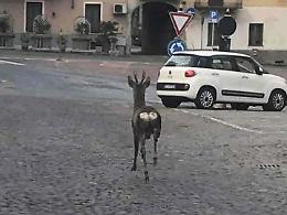 Trinità: un capriolo "a passeggio" per le vie del centro