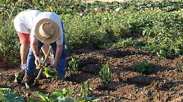 E se tornassimo a imparare a fare l'orto? I consigli degli esperti