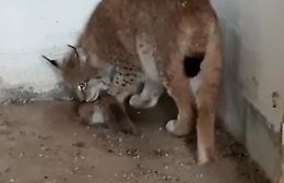 Al "Parco Safari" di Murazzano sono nati due cuccioli di lince