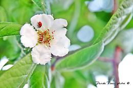 Farigliano: coccinelle sugli alberi del centro per combattere i pidocchi