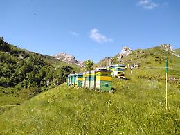 Sui pascoli in montagna di Magliano si produce miele biologico