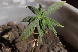 Trinità, coltiva cannabis in casa: arrestato 45enne