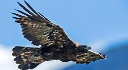Nasce un piccolo di aquila reale in Valle Pesio: evento atteso da anni