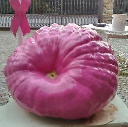 Piozzo: una zucca gigante diventa testimonial della campagna Lilt