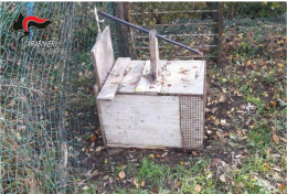 Bastia, rinvenute trappole illegali per uccidere animali selvatici