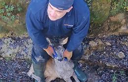 Salvato un capriolo caduto nel Fossato a Bagnasco