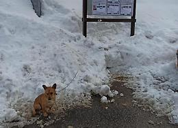Cagnolino legato al freddo a Villanova viene salvato dalla Lida