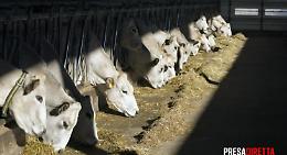 Coalvi in tv: la carne d'eccellenza contro l'importazione di bassa qualità