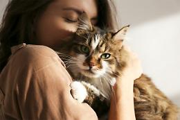 Covid-19, in Piemonte primo caso in Italia di variante inglese su un gatto. «Il caso non deve generare allarmi»