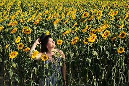 Farigliano diventa il "paese dei girasoli", i fiori del buonumore