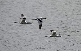 Curioso avvistamento: in sosta all'Oasi di Sant'Albano alcune Avocette