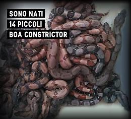 Al Parco Safari di Murazzano sono nati 14 piccoli di "Boa constrictor"