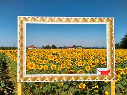 A Farigliano i girasoli sono in piena fioritura: è boom di visitatori
